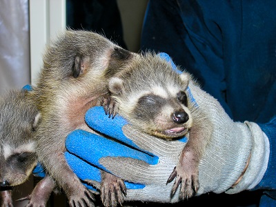 Baby racoons